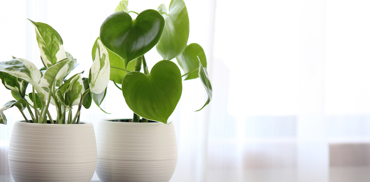 引っ越し時の観葉植物の運送・梱包方法│誰に依頼すればいい?