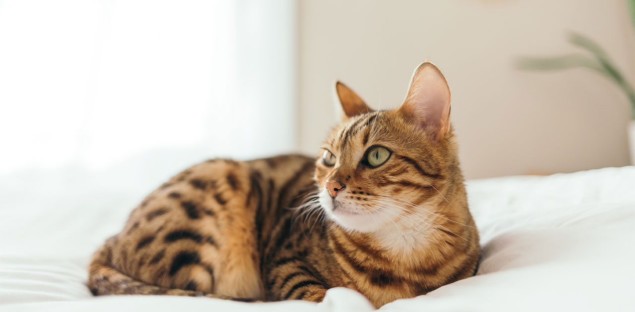猫と一緒の引っ越しで気をつけること|新居への輸送方法は何がある?